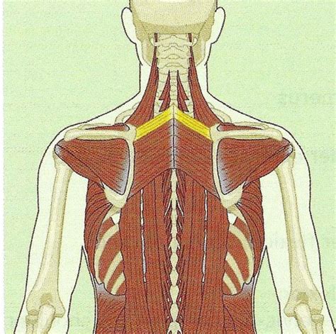 Week 4 Muscles Of Scapular Stabilization Flashcards Quizlet