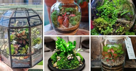 DIY Terrariums: Learn How To Create Your Own Indoor Garden