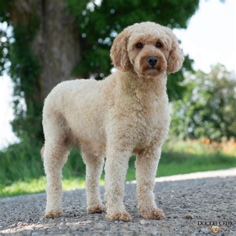 Maple's Multigen Mini English Goldendoodles — Doodle Creek
