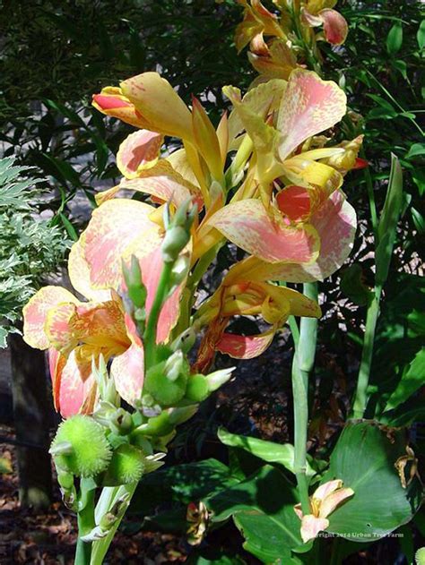 Canna Journey S End Urban Tree Farm Nursery