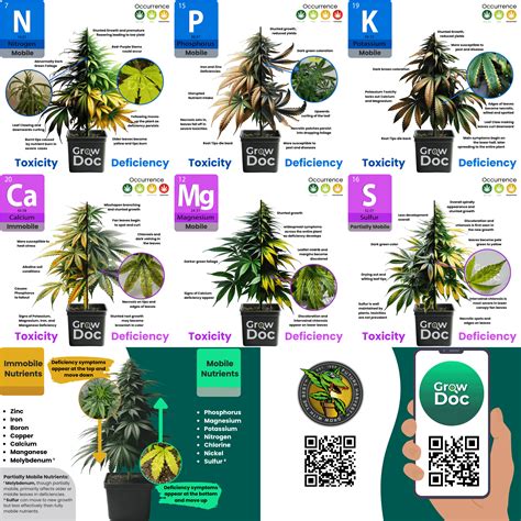 Cannabis Nutrient Deficiency And Toxicity Chart Rmicrogrowery