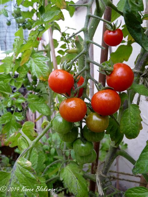 August 14th 2019 Cherry Tomatoes Karen Blakeman Flickr