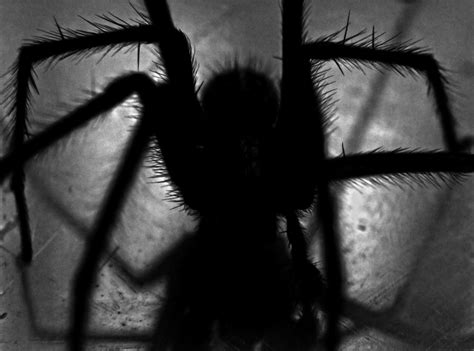 Arachnid Arachnids Arachnophobia Black Black And White Creepy