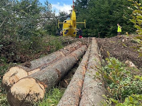 Baum Erschl Gt Mann Bei Forstarbeiten In Der Steiermark Sterreich