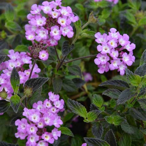 Lantana Montevidensis Purple Trailing Lantana Ricardos Nursery