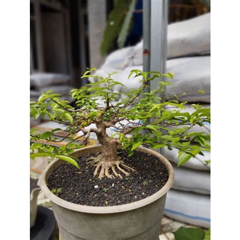 Jual Bonsai Anting Putri Bonsai Program Akar Shopee Indonesia