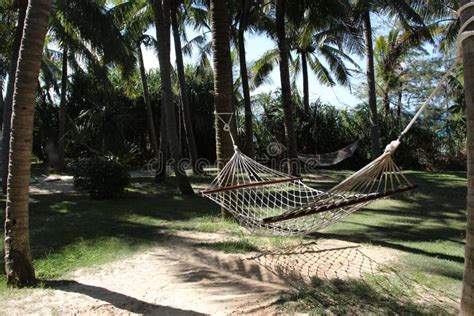 Hammocks Under Palm Trees Stock Image Image Of Scenery 6606821