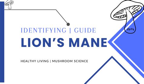 How To Identify Lion’s Mane Mushrooms (Complete Identification Guide ...