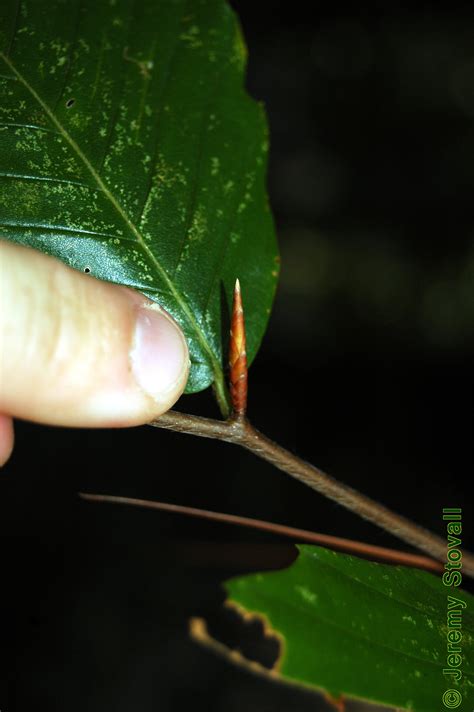 SFA Dendro - Fagaceae Fagus grandifolia - American beech (Lab 9)