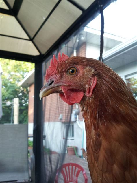 14 Week Red Sex Link BackYard Chickens Learn How To Raise Chickens