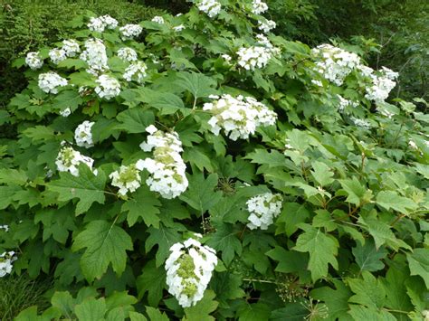 Hortensia S Snoeien Hoe En Wanneer Moet Dit Gebeuren Max Vandaag