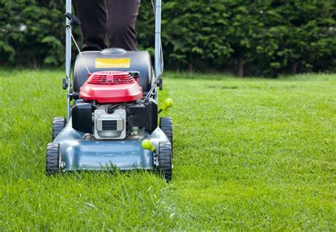 Best Time Of Day To Mow The Lawn Plant Instructions