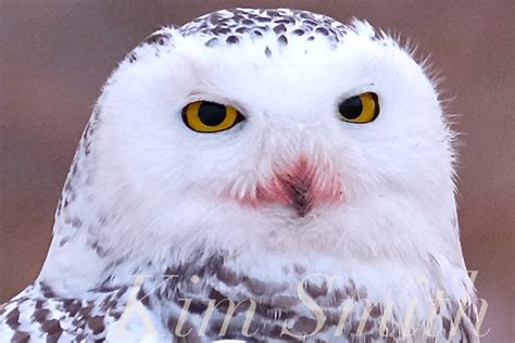 Snowy Owl With Blue Eyes