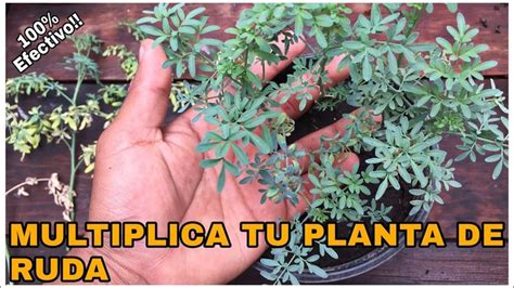 Reproduce Tu Planta De Ruda Facil Y Rapido Bien Explicado Planta De