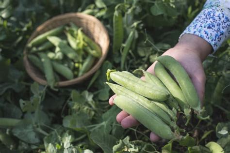 Freezing Snow Peas » Top Tips for Freshness