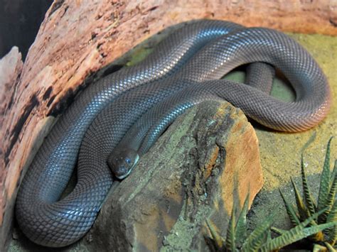 Bogertophis Rosaliae Baja Ratsnake In Moscow Zoo