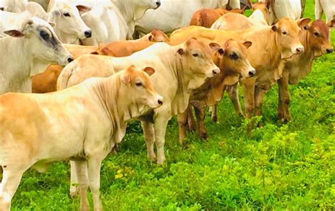 Tudo Sobre O Senepol Uma Das Ra As Bovinas Que Mais Cresce