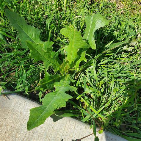 Need help identifying this plant! : r/Milkweeds