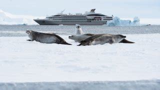 G Orgie Du Sud Les Sandwhich Du Sud Terra Antarctica Voyages