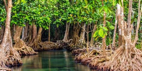 8 Manfaat Hutan Mangrove Bagi Keberlanjutan Lingkungan Wajib Diketahui