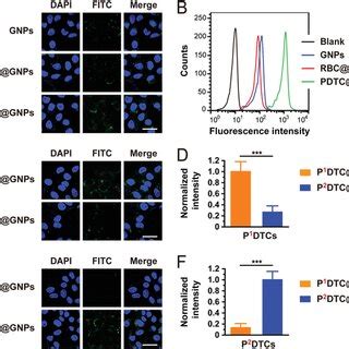 In Vivo Characterization Of The Homologous Targeting Capabilities Of