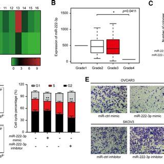 MiR 222 3p Was Significantly Down Regulated In OC And Inhibited Cell