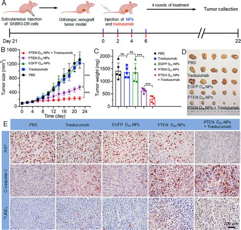 A Schematic Illustration Of Skbr3 Dr Orthotopic Tumor Bearing Mice