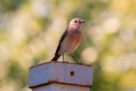 Kostenlose foto Vogel Tiere Vögel Natur Feder Gefieder Augen