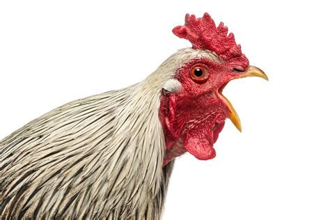 10 Most Common Fascinating Chicken Sounds and How to Decode Its Meaning ...