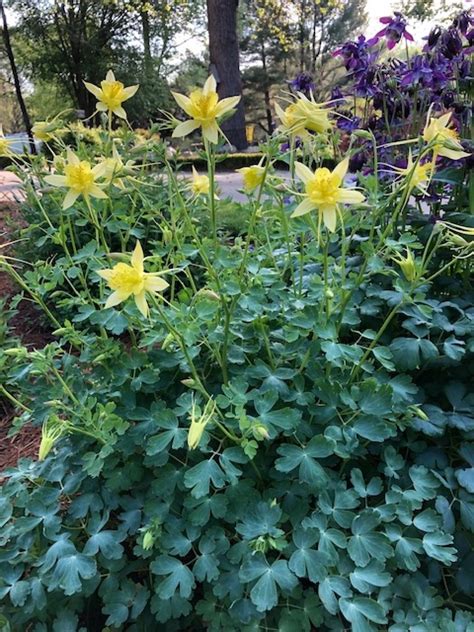 Aquilegia x hybrida (Columbine hybrids, Hybrid Columbines) | North ...