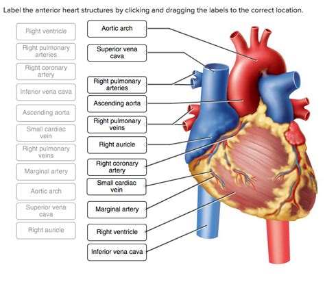 Anterior Heart Model Labeled