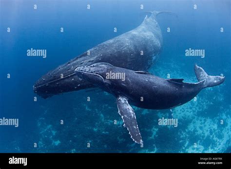 Las Ballenas Jorobadas Megaptera Novaeangliae En Vava U Tonga Una