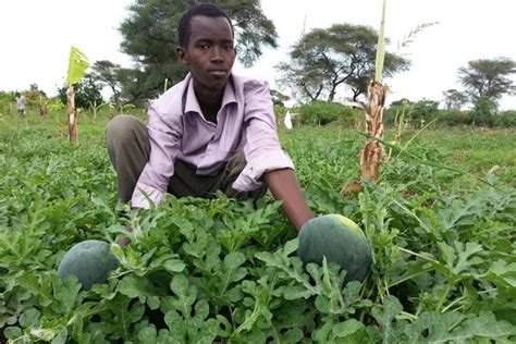 Water Melon Farming Business Plan In Nigeria