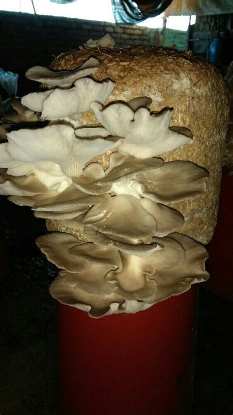 Fresh Oyster Mushroom Packaging Plastic Bag Or Polythene Bag At Rs