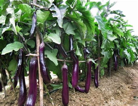 Cepat Panen Ini Cara Menanam Terong Ungu Yang Tepat Eggplant Seeds