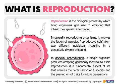 What Is Reproduction Definition Of Reproduction