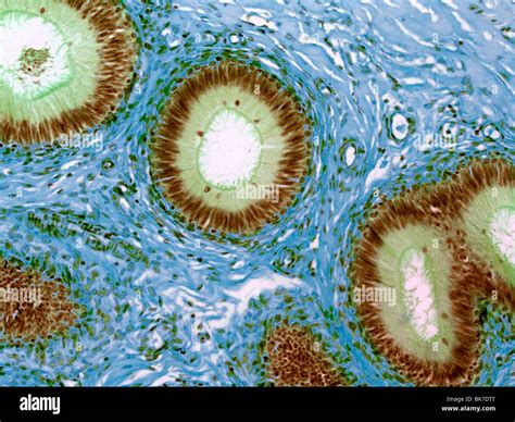 Epididymis Light Micrograph Stock Photo Alamy