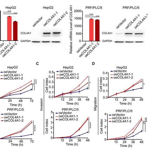 Schematic Diagram Of Col A Effects On Hcc Cells Growth And Metastasis