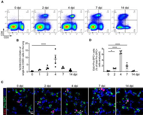 Anti Cd Anti Cd T Cell Activation Beads Miltenyi Biotec Bioz