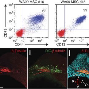 Differentiation Of HESC Derived NCSCs To MSCs And Peripheral Neurons