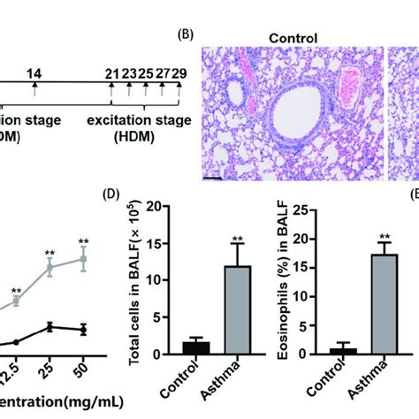 Hdm Induced Asthmatic Mice Exhibited An Impaired Airway Epithelium