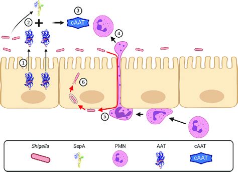 SepA Facilitates Shigella Invasion By Degrading AAT And Inducing The