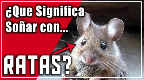 Sonar Con Ratas O Que Le Ataca Una Que Significa Sonar Con Ratas