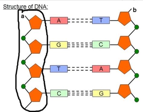 IBDP Biology 2025 SL HL A1 2 Nucleic Acids Study Notes