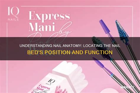 understanding nail anatomy locating  nail beds position