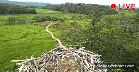 Live Live Cam Glaslyn Osprey Nest Wales Skylinewebcams