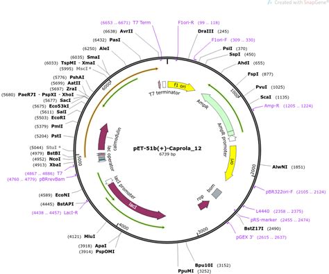 Addgene PET 51b Caprola 12