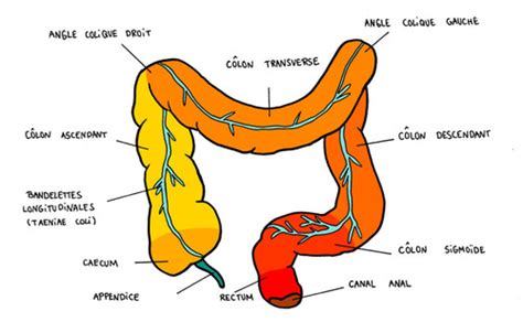 11 Anatomie Colon Flashcards Quizlet