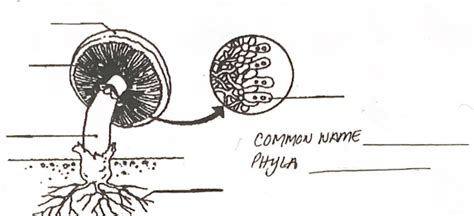 B10 Diagram Fungi 1 Diagram Quizlet