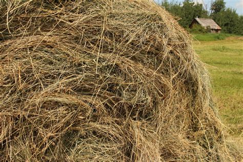 Pile Of Hay Farm Free Stock Photo Public Domain Pictures